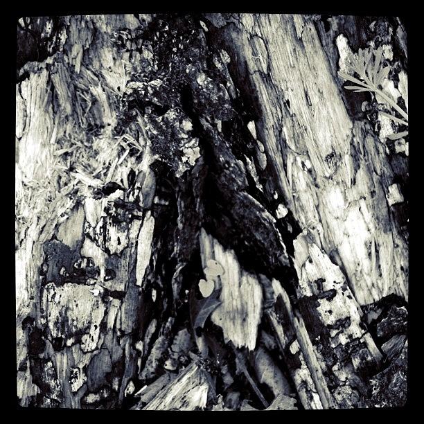 Tree Bark | Deer Run Trail Photograph by Lori Walter