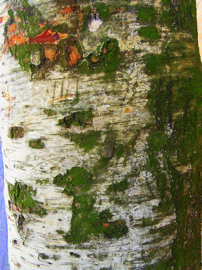 Tree Bark 1 Photograph by Randall Weidner