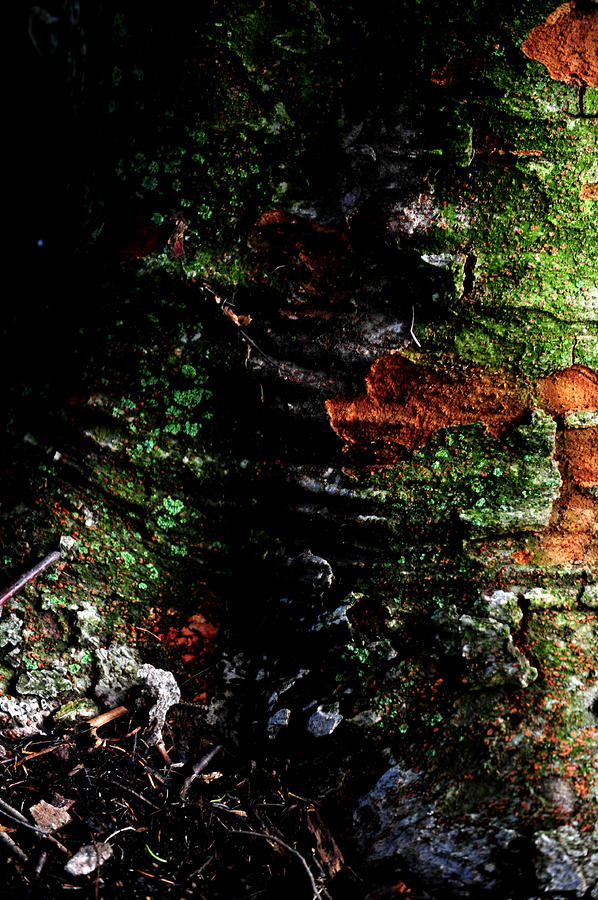 Tree Bark Photograph - Tree Bark by Frank DiGiovanni
