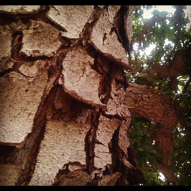 Tree Bark Photograph by Nick Valenzuela