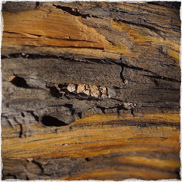 Nature Photograph - Tree Bark With Grains Of Weathered by Polly Rhodes