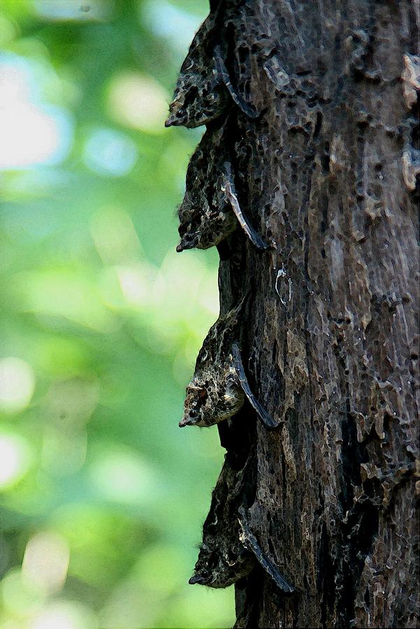 Tree Bats Digital Art by Carrie OBrien Sibley