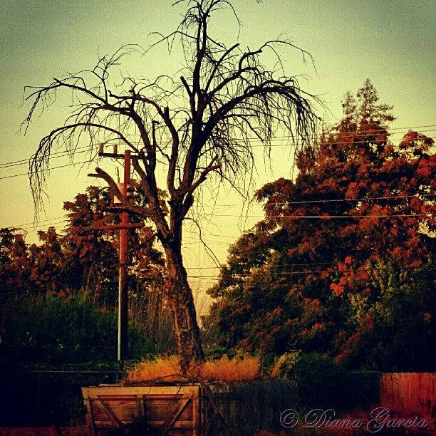 Fall Photograph - #tree #beautiful #tree #fall #instagram by Diana Garcia