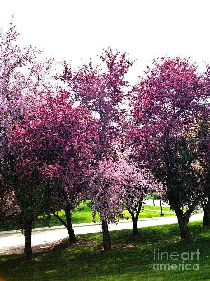 Tree Blossom Time Photograph by Marsha Heiken