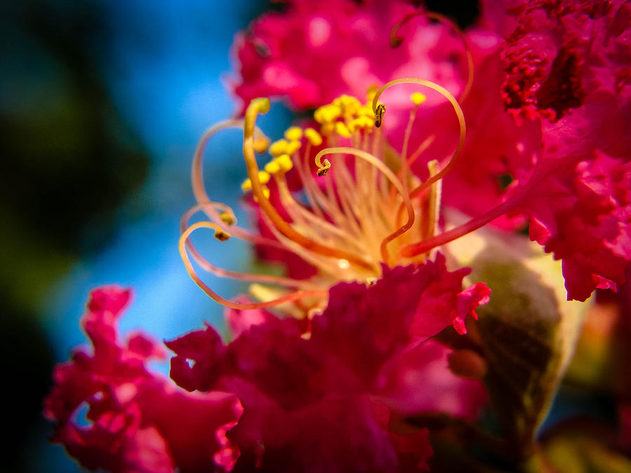 Flower Photograph - Tree Blossoms by Stacy Michelle Smith