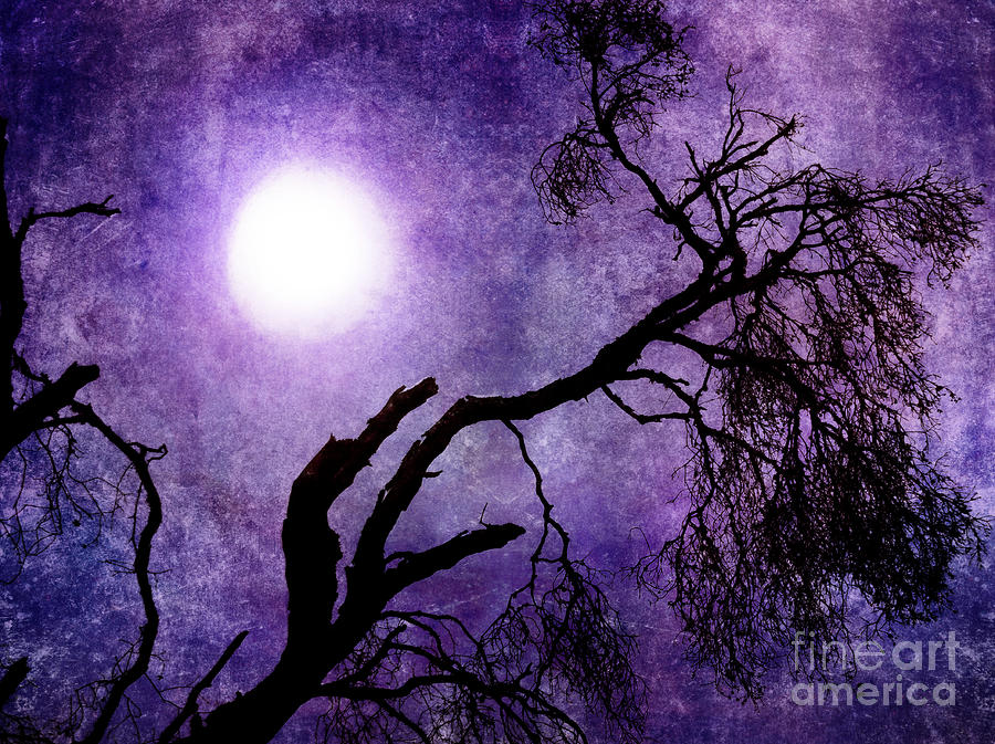 Tree Branch in Purple Moonlight Photograph by Laura Iverson