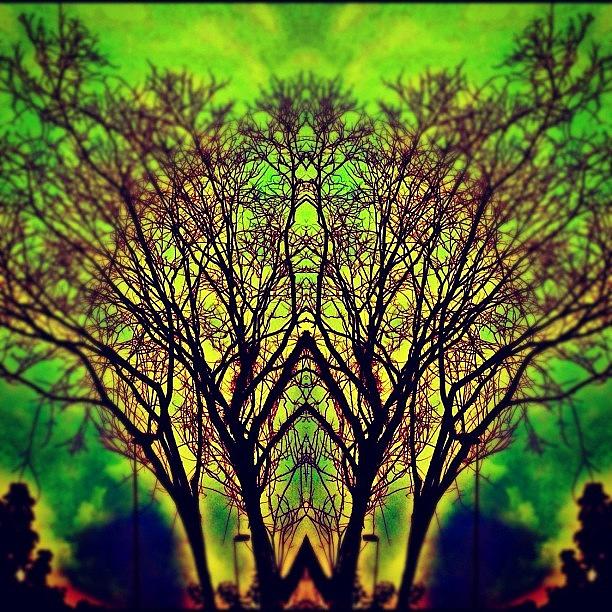 Nature Photograph - Tree Branches Art by Beatrice Looi