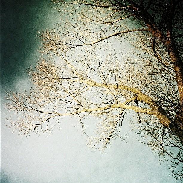 Tree Photograph - #tree #branches #ilovebaretrees by S Webster