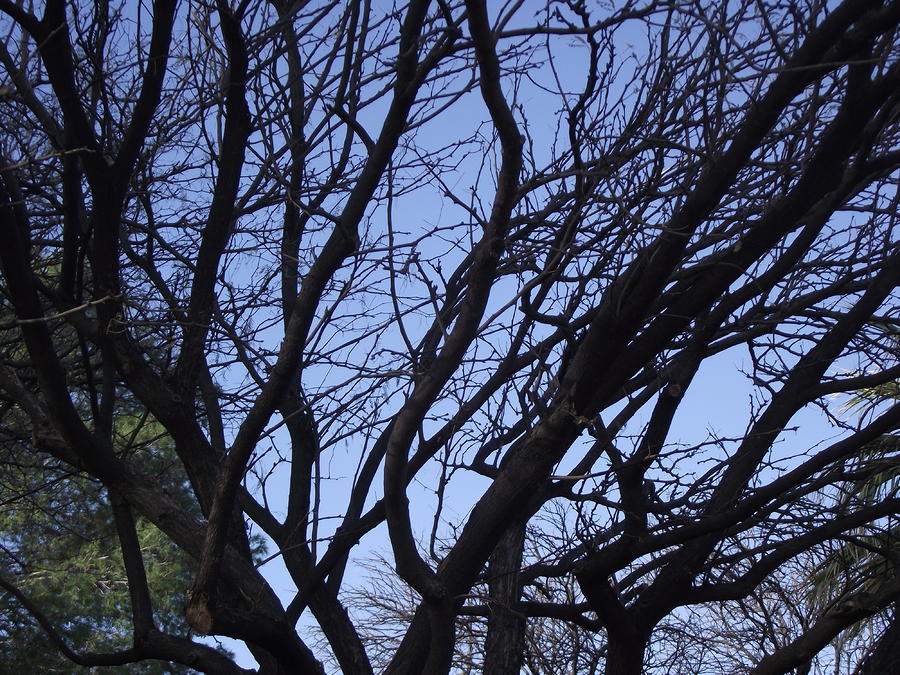 Tree Branches Photograph by Jayne Kerr 
