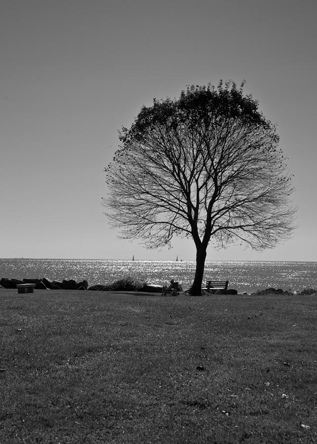 Tree by the Sea in BW Photograph by Edward Myers