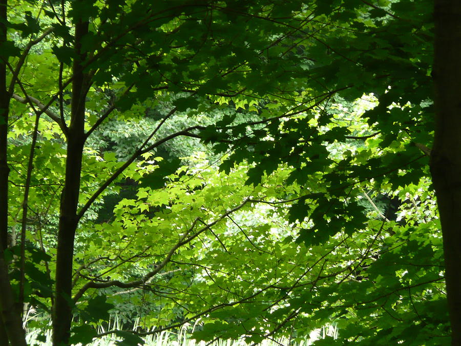 Tree Photograph - Tree Canopy by Angela Hansen