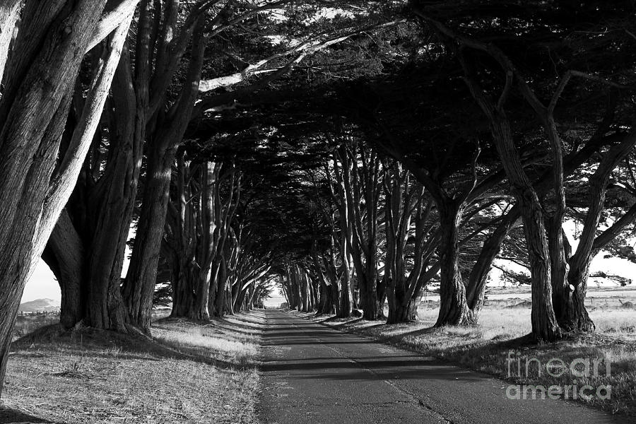 Tree Canopy Promenade Road Drive . 7D9977 . Black and White Photograph by Wingsdomain Art and Photography