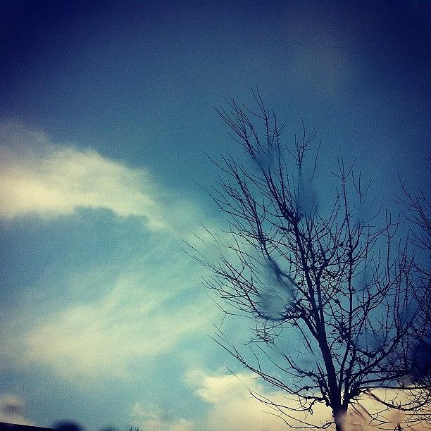 Winter Photograph - #tree #clouds #blueskies #raindrops by Karen Clarke