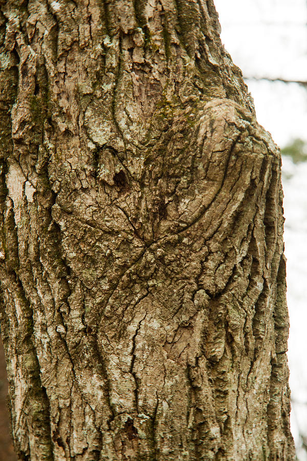 Tree Dog Face Photograph by Douglas Barnett
