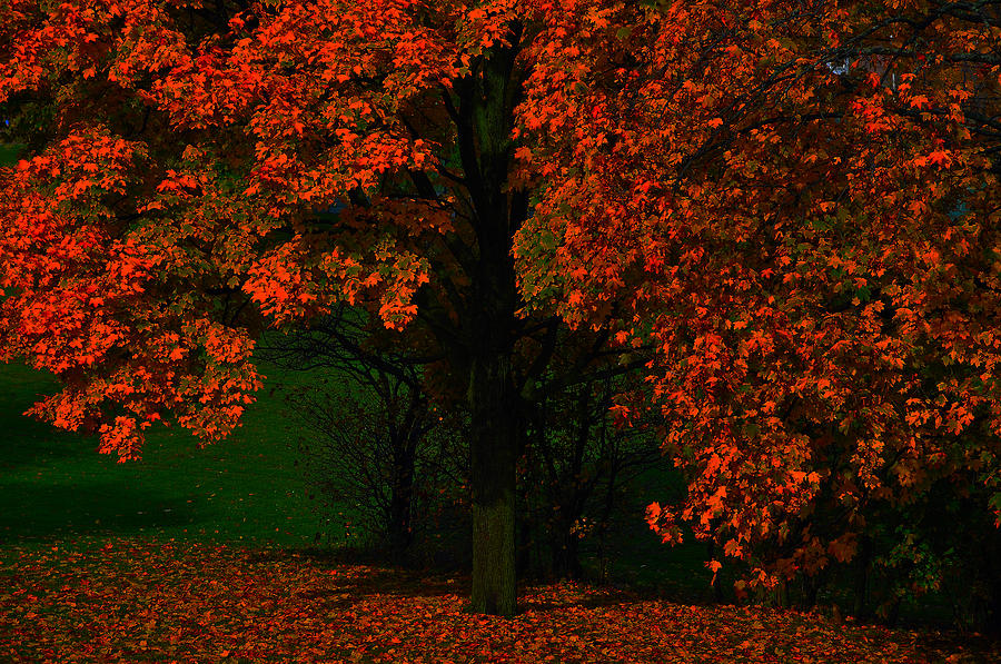 Tree Photograph by Dragan Kudjerski