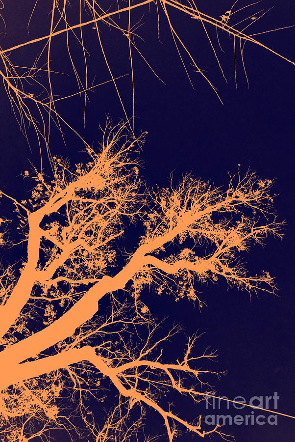 Tree Fall Photograph by Alex Blaha