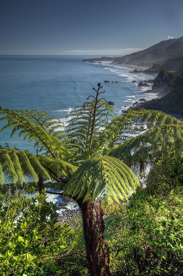 Tree Fern Above Rugged Beaches Paparoa Photograph by Colin Monteath