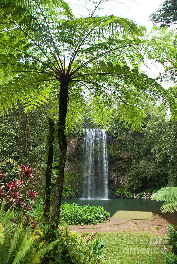 Tree Fern and Falls Photograph by Bob and Nancy Kendrick