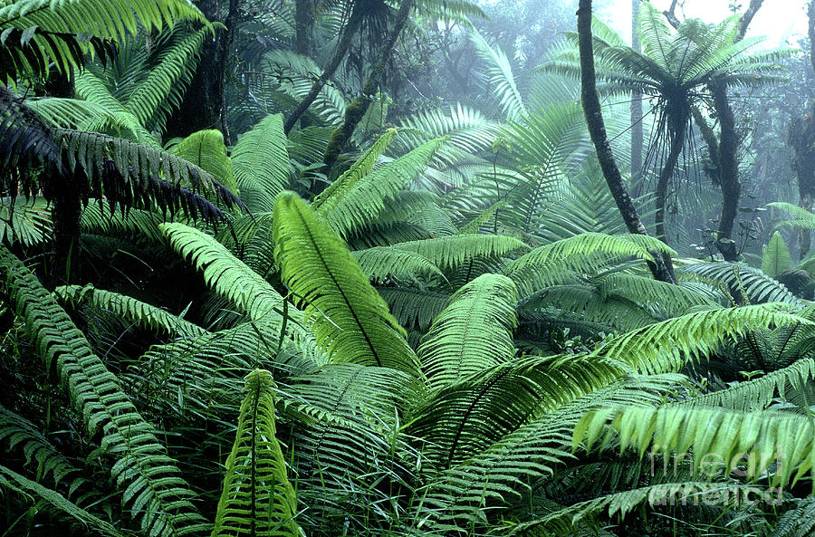 Tree Ferns El Yunque National Forest Photograph by Thomas R Fletcher