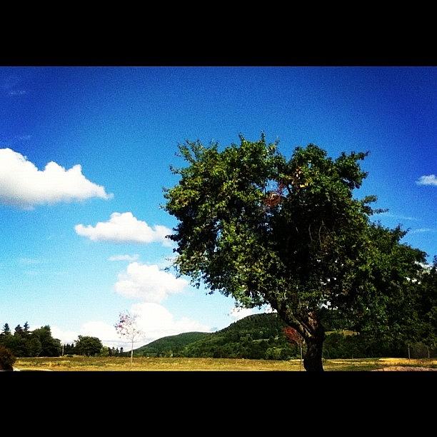 Nature Photograph - #tree #field #country #pretty by Amber Campanaro
