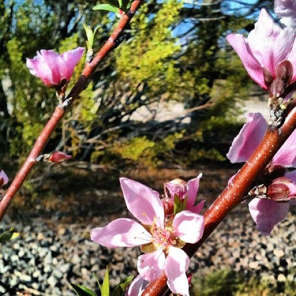 Spring Photograph - #tree #flower #spring by Jennifer OHarra