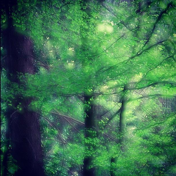 Nature Photograph - #tree #forest #foggy #plants #green by Julia Meyer