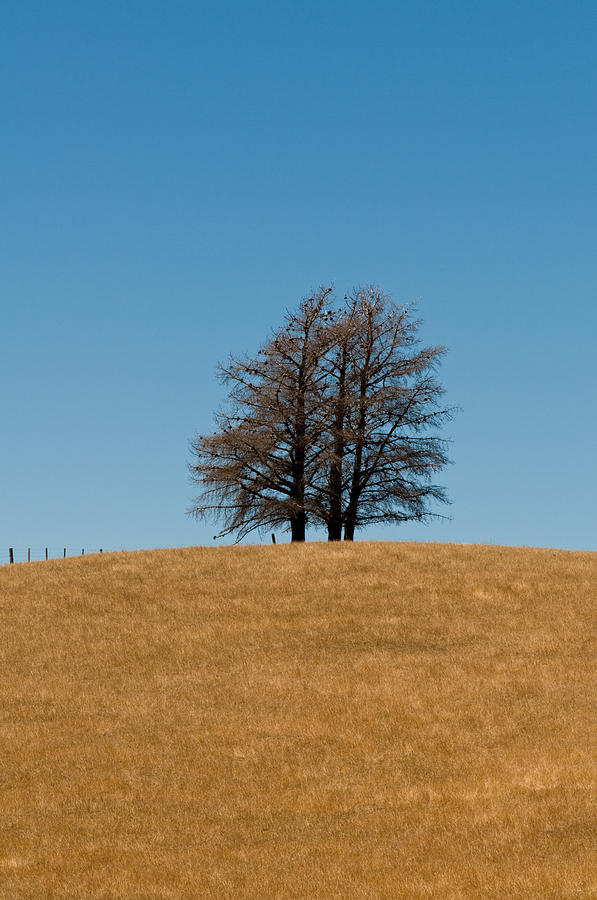 Nature Photograph - Tree formation on a hill of veldt by U Schade
