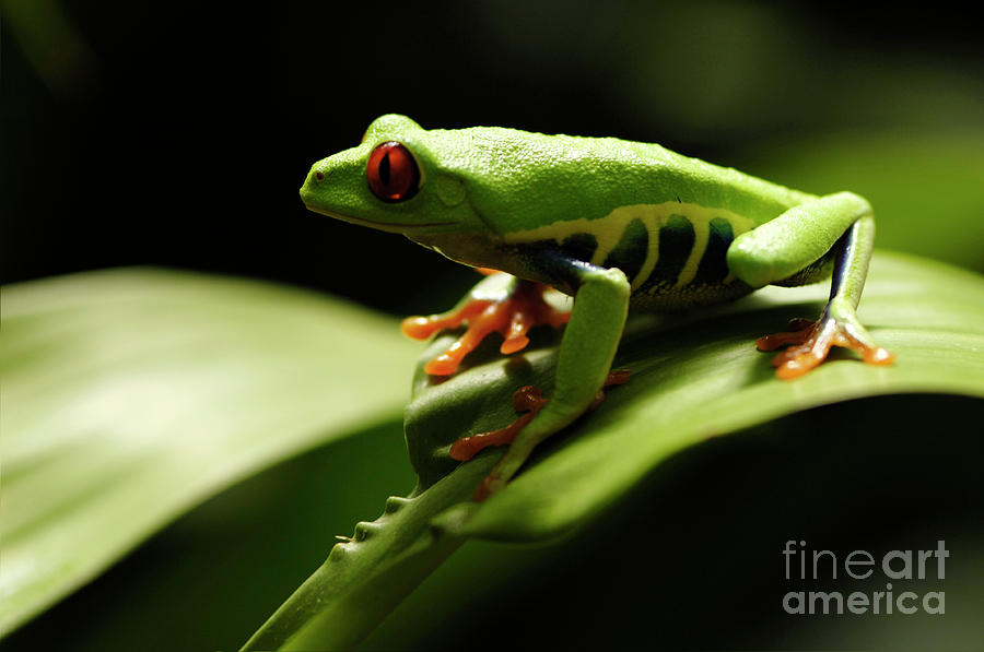 Tree Frog 13 Photograph by Bob Christopher