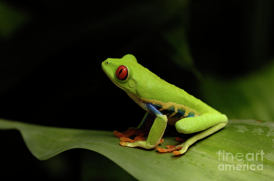 Tree Frog 15 Photograph by Bob Christopher