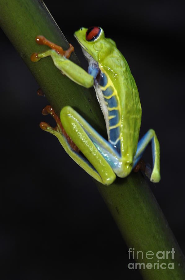 Tree Frog 19 Photograph by Bob Christopher