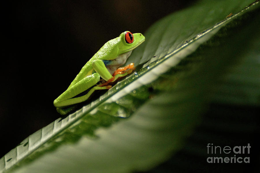 Tree Frog 2 Photograph by Bob Christopher