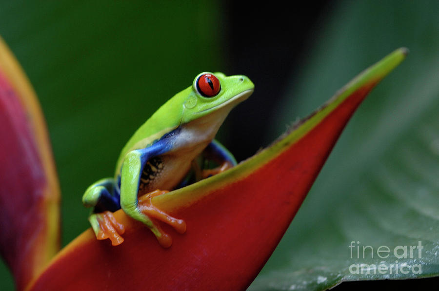 Tree Frog 20 Photograph by Bob Christopher