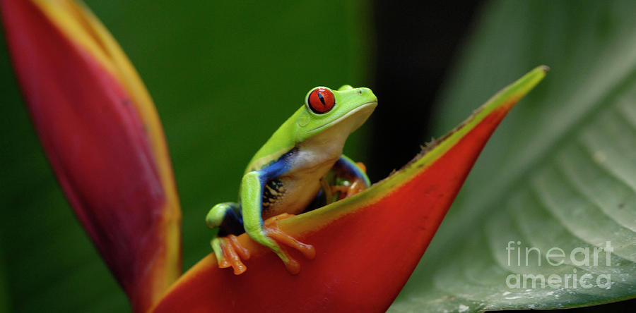 Tree Frog 21 Photograph by Bob Christopher