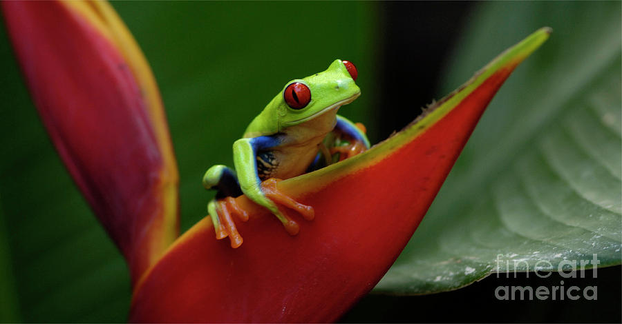 Tree Frog 22 Photograph by Bob Christopher
