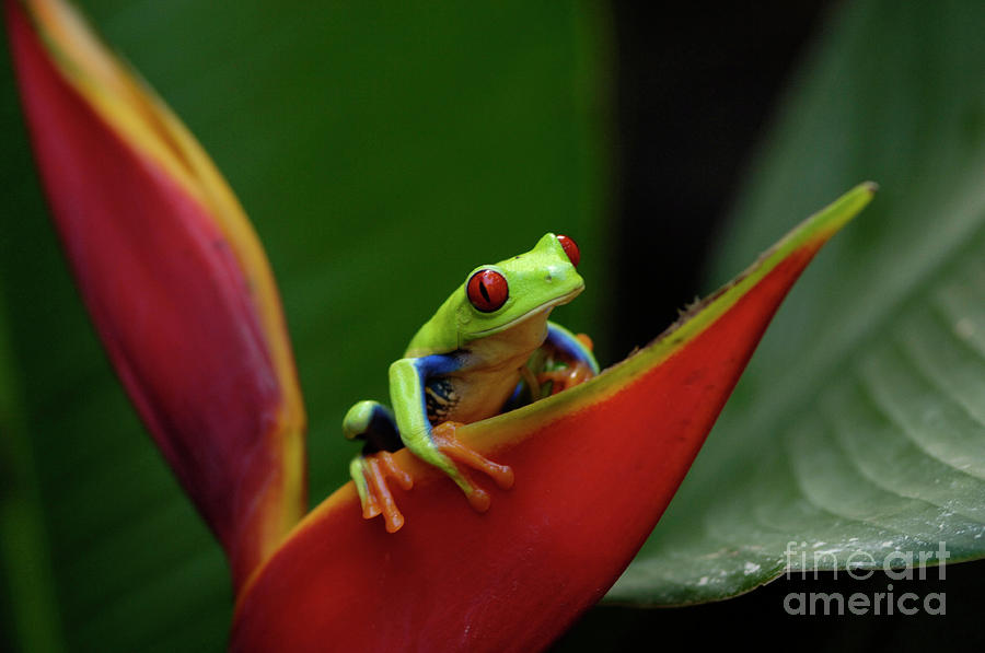 Tree Frog 23 Photograph by Bob Christopher