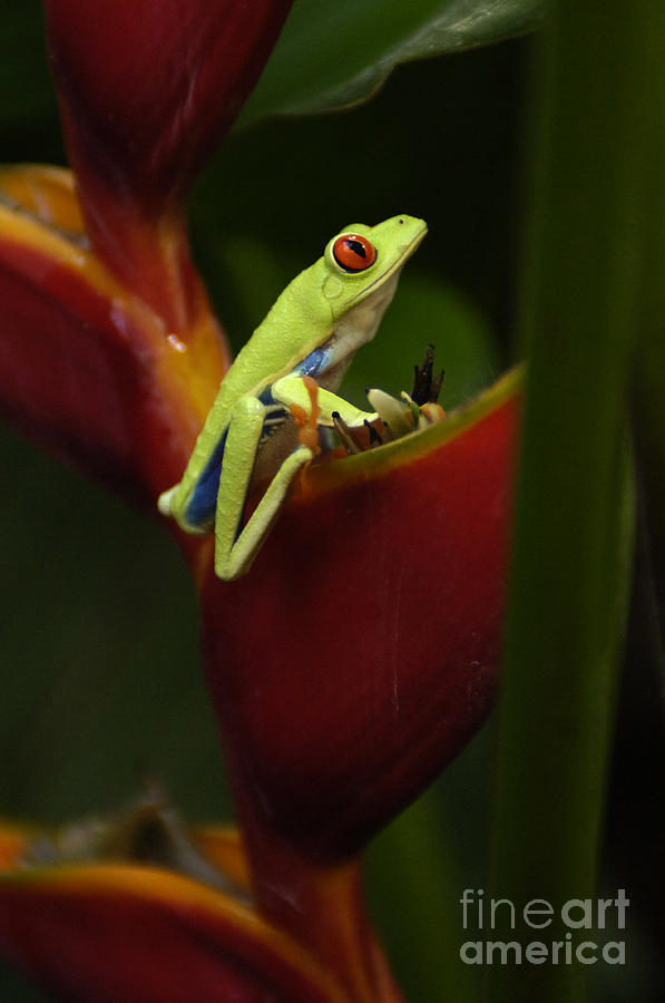 Tree Frog 4 Photograph by Bob Christopher