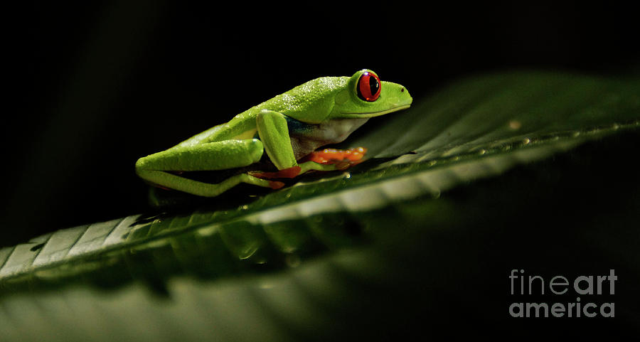 Animal Photograph - Tree Frog 5 by Bob Christopher