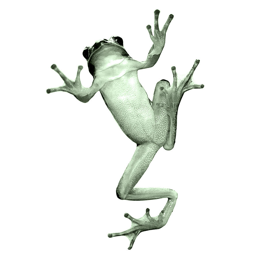 Tree Frog Against White Background Photograph