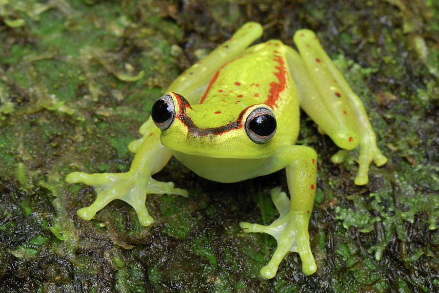Tree Frog Hyla Rubracyla, Colombia Photograph by Thomas Marent