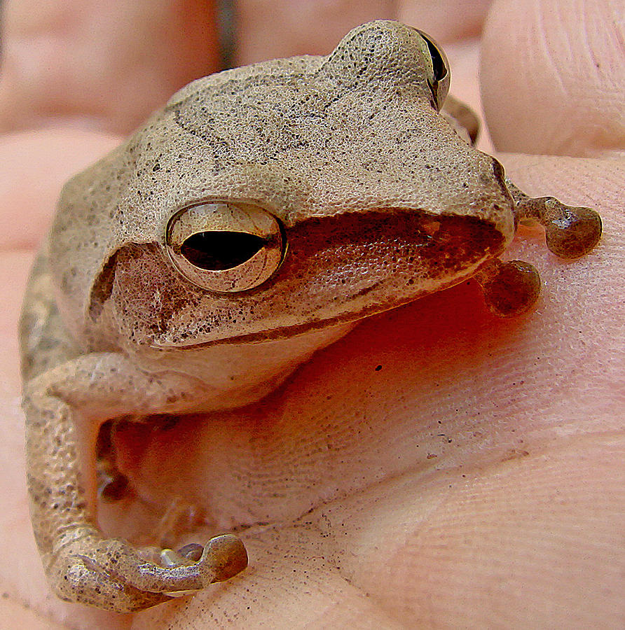 Tree Frog In Hand Photograph by Roy Foos