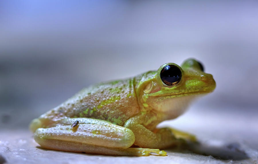 Tree Frog Photograph by Nick  Shirghio