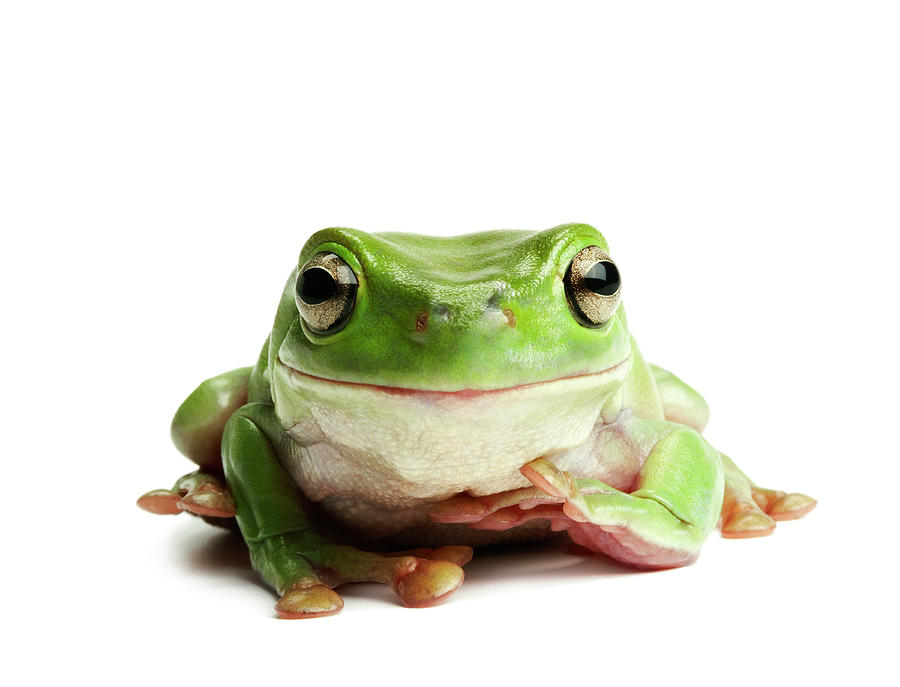 Tree Frog On White Background Photograph by American Images Inc