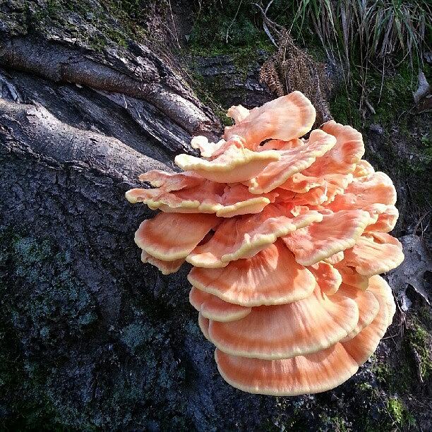 Tree Photograph - Tree Fungus (#nofilter #tree) by DT Haase