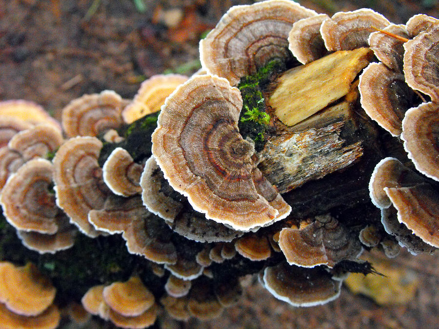 Tree Fungus-two by Eva Thomas