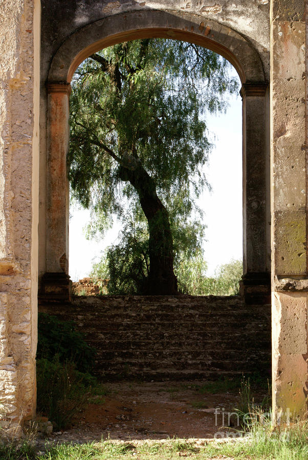 TREE GROWING IN THE RUINS Mineral de Pozos Mexico Photograph by John  Mitchell