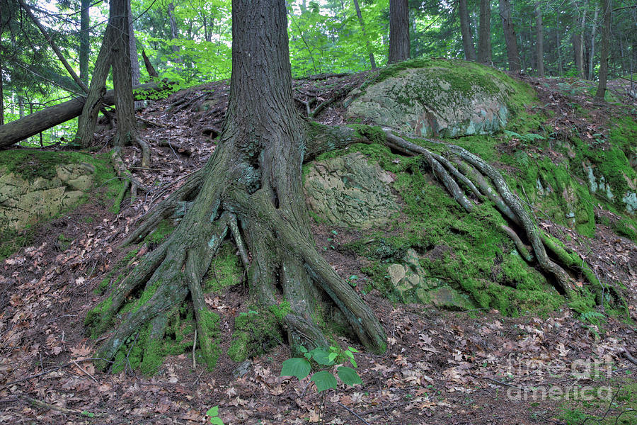 Tree Photograph - Tree Growing Over A Rock by Ted Kinsman