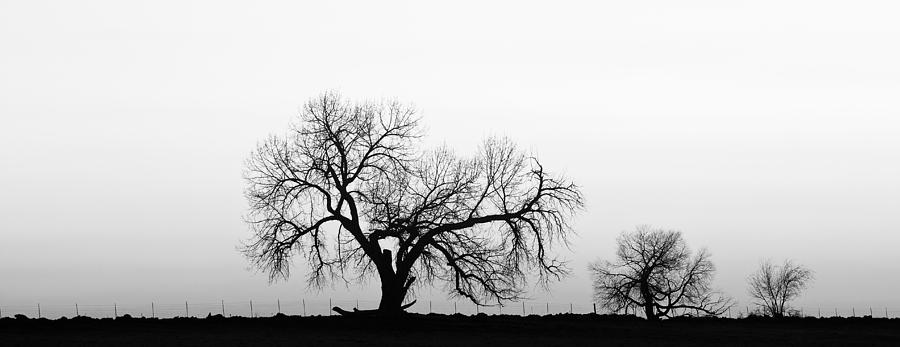 Tree Photograph - Tree Harmony Black and White by James BO Insogna