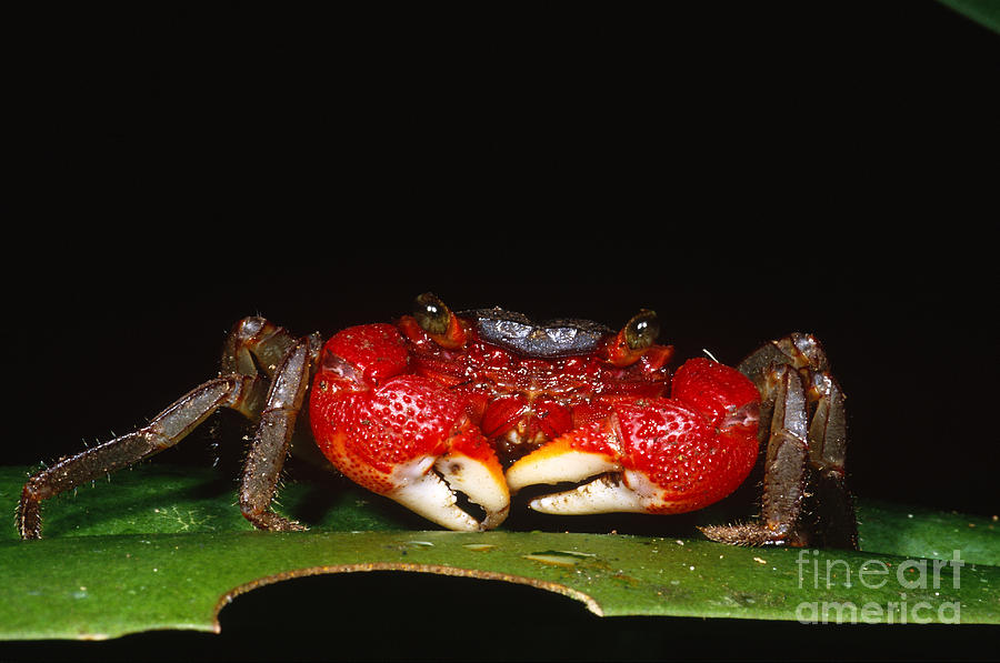 Tree-hole Crab Photograph by Dante Fenolio