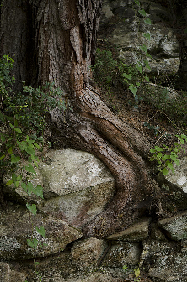 Tree hugging a rock Photograph by Perry Van Munster