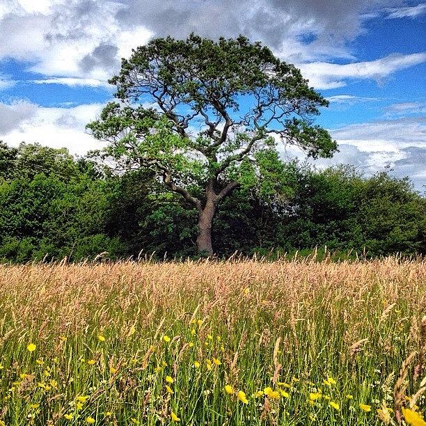 Landscape Photograph - #tree #igdaily #instagood #instagram by Miss Wilkinson